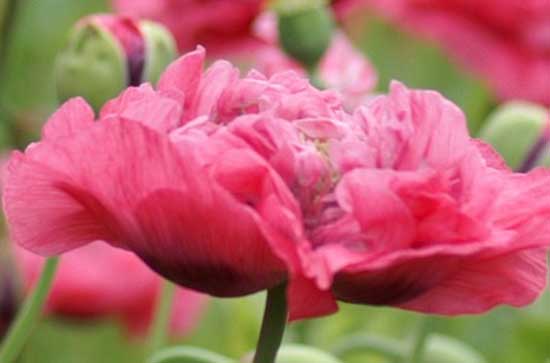 适合520倾心礼遇季祝福语送对象