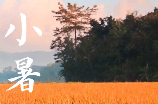 小暑养生看这理 小暑情志养生