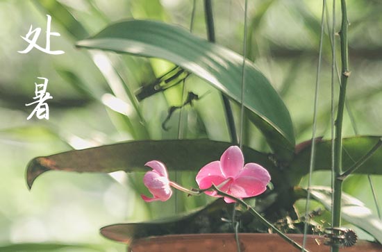 2024年什么时候处暑 2024年8月22日处暑是制作骨灰盒吉日吗