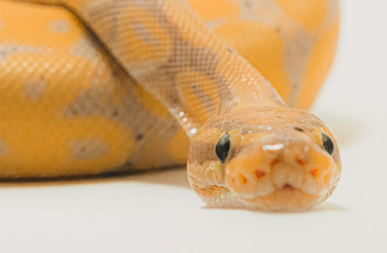 生肖蛇2024年有桃花吗   蛇在24年如何脱单