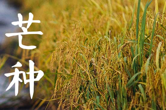 芒种是第几个节气 芒种的谚语有哪些?