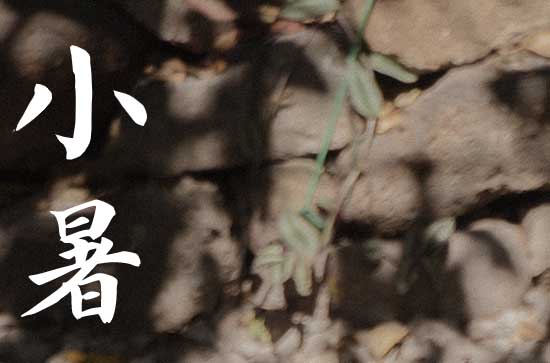 2024年小暑是多少号 2024小暑那天挖水井好不好