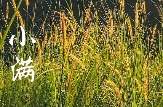 2024年小满吃什么菜