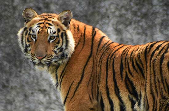 属虎的2024年桃花运最旺月份    虎东北方桃花最旺