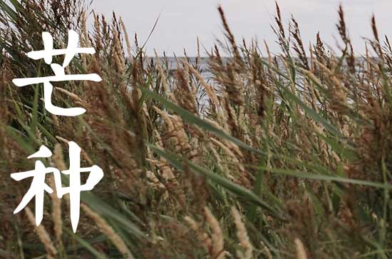 2023芒种是农历几月几日几时 2023芒种节气在什么时候