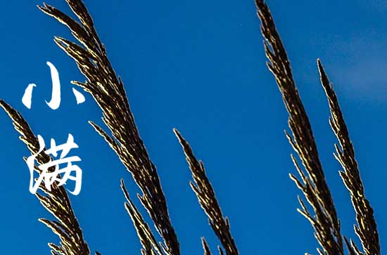 关于小满的古诗