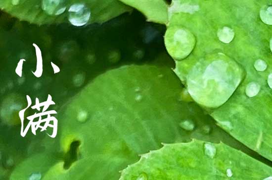                     小满湿热渐增 清热祛湿正当时                    