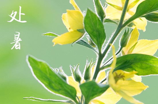 2024年处暑时间是什么时候 这天是什么星座星期几 2024年处暑时间是什么时候 这天是什么星座星期几