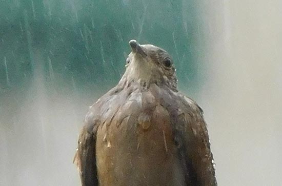 11月6日临沧会下雨 今日小雨转中雨温度19℃~12℃