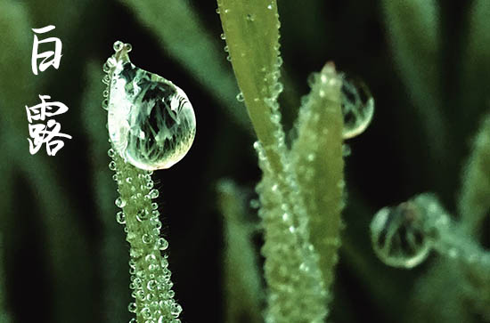 2024年白露是具体哪一天 2024年白露买衣服合适吗 2024年白露是具体哪一天 2024年白露买衣服合适吗