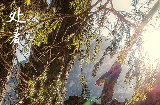 2024年处暑是多少号 2024年8月22日处暑这天适合训狗吗 2024年处暑是多少号 2024年8月22日处暑这天适合训狗吗