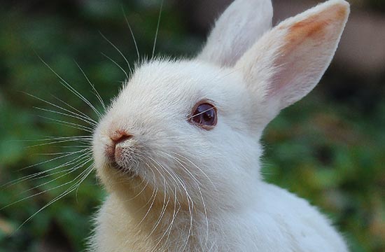 2024属兔床头适合摆放什么画作