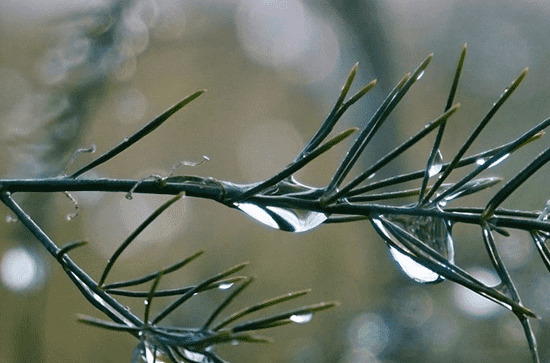 谷雨“防春火”，哪些食物可滋阴降火
