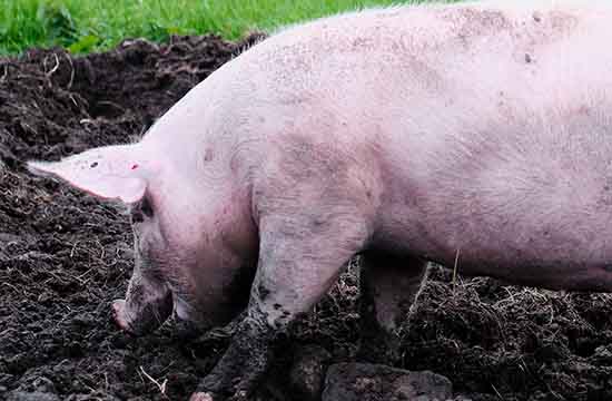 属猪人2024年吉利月份  几月份生肖属猪人运势最好