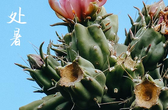 处暑是2024的几月几日 2024处暑这天宜做什么 处暑是2024的几月几日 2024处暑这天宜做什么