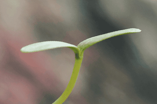 谷雨后面是什么节气 谷雨后面是立夏节气