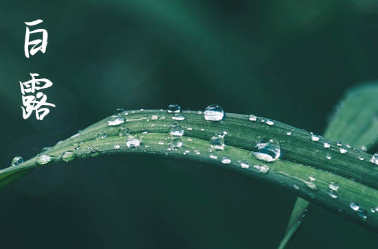 白露2024年是几月几日星期几 2024年白露这天日子怎样