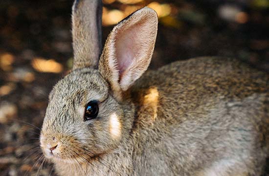 2024年11月运势运程   属兔的人十一月各方面运气好不好