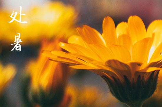 2024年处暑是多少号 2024年处暑是桥梁连接吉日吗