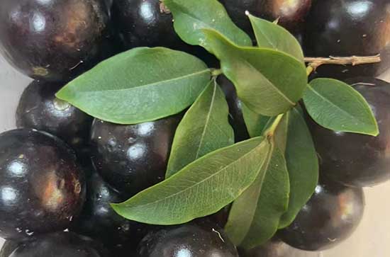 蓝莓放在水里洗有的飘起来了是怎么回事 蓝莓怎么吃有营养