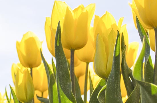 2024初伏第一天是几号 2024初伏是从哪天开始的