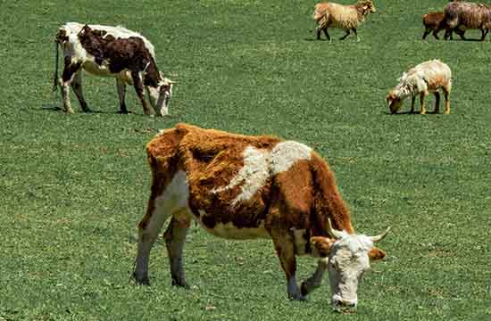 属牛女适合几岁谈恋爱 属牛女谈对象花心吗