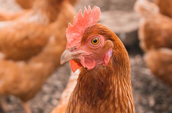 2025整年属鸡拆迁最佳吉日 2025年属鸡拆迁最好的吉日