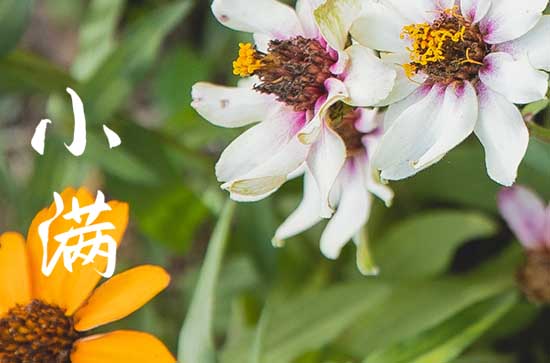 谚语中谈小满气候 关于小满的谚语