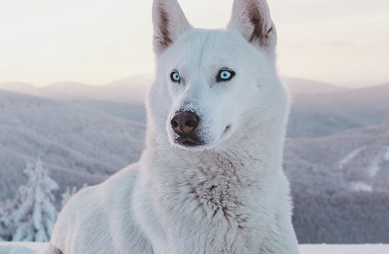 2024年属狗装修吉日一览表 2024年属狗装修最好的吉日 2024年属狗装修吉日一览表 2024年属狗装修最好的吉日