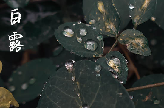 白露2024年是几月几日星期几 2024年白露交易吉利吗