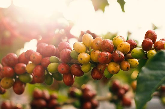 2024中伏从哪天开始到哪天结束 中伏注意事项