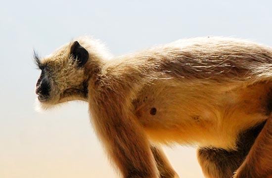 1980年属猴的性格特点男2024