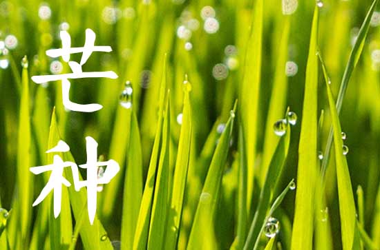 芒种是代表什么 芒种节气民间风俗