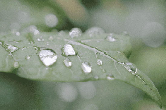 2024谷雨是哪天几点几分 2024年谷雨是什么时候