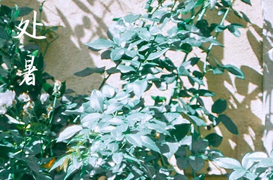 2024年处暑几月几日 2024年8月22日处暑牧养适合吗