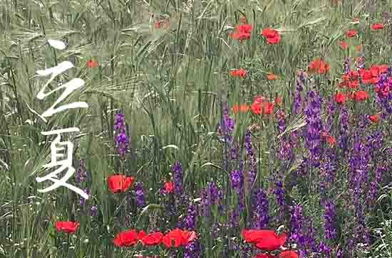 立夏2024年是几月几日星期几 2024年立夏弄领养孩子好不好