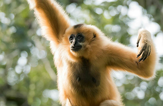 2024属猴未来三年运势大揭秘   属猴人未来三年运势如何