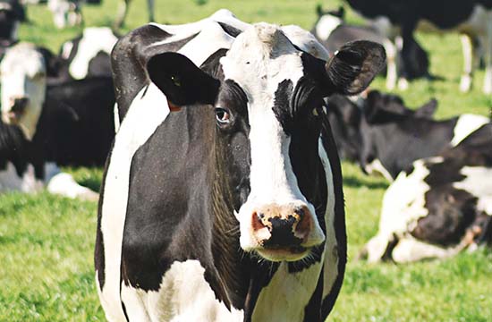 2024属牛人和谁一起暴富