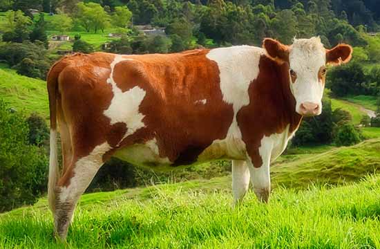 2024属牛人要远离哪些生肖