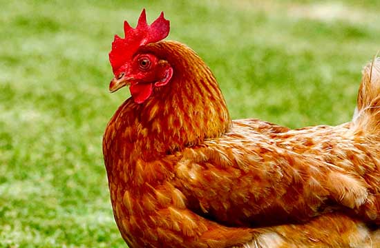 2024年属鸡最佳的开仓日子 2024年生肖鸡最佳开仓吉日一览