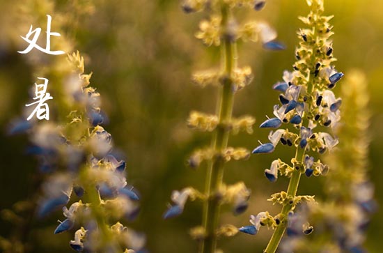 2024年处暑是什么时候 2024处暑是黄道吉日吗 2024年处暑是什么时候 2024处暑是黄道吉日吗