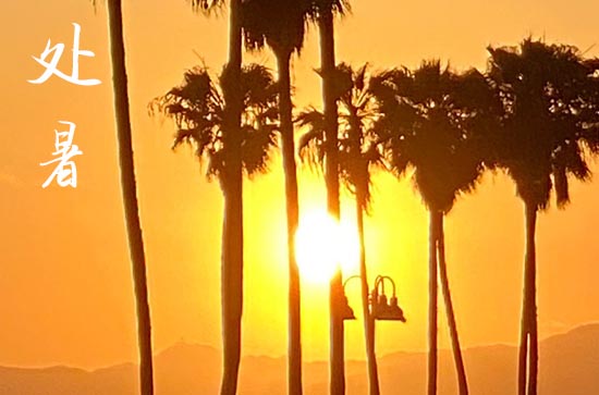 处暑是几月几号2024年 2024年处暑弄砍树可以吗