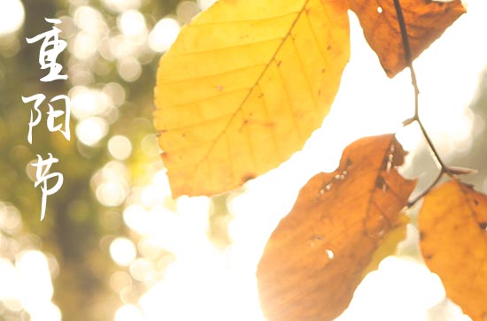 重阳节应定为敬老节 重阳节为什么是敬老节