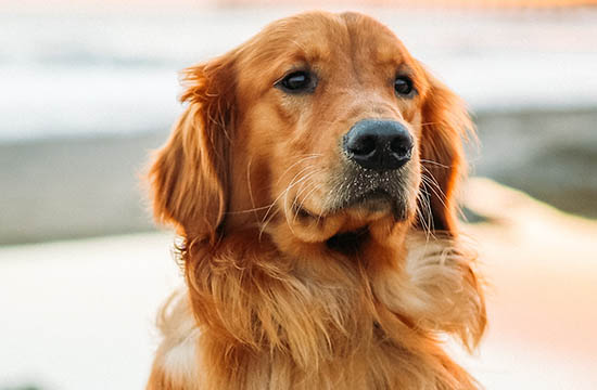戊戌年指的哪一年 戊戌年指的哪一年