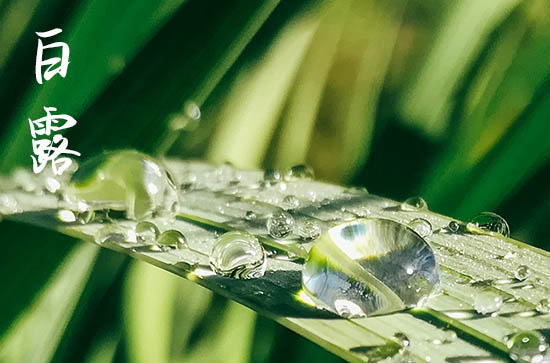 白露是几月几号2024年 2024白露分居好吗