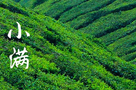 二十四节气有小满为什么没有大满 小满祈蚕节的由来