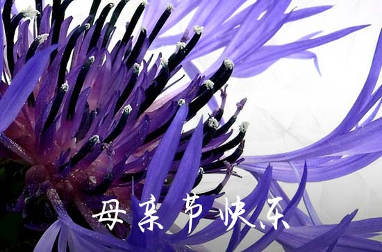 2024母亲节想对母亲说的话 送妈妈的祝福语精简一句