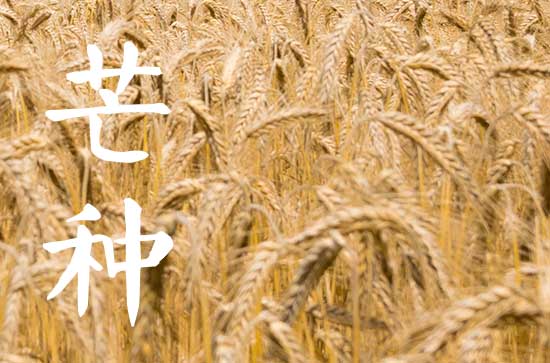 2024年芒种能种什么菜 芒种播种的注意事项