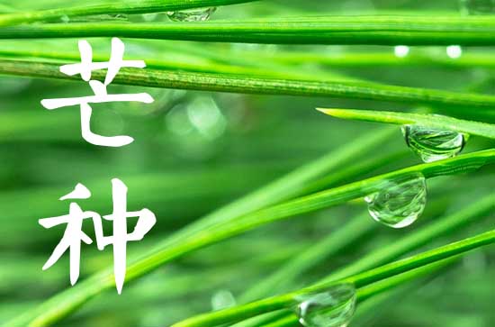 2024年芒种是几月几号 2024年芒种是哪一天