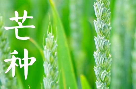 2024年芒种是什么季节 芒种节气的习俗